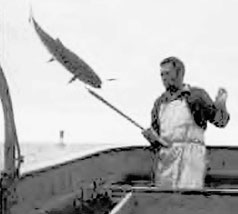 Salmon Fishing photo of Salmor Fishing